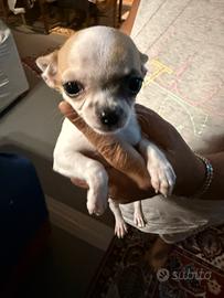 Cucciolo di chihuahua razza pura