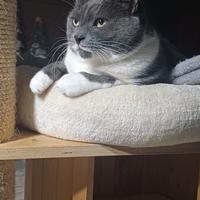 Micia incrocio certosino