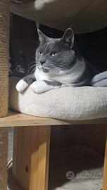 Micia incrocio certosino