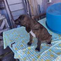 Cuccioli di segugio maremmano