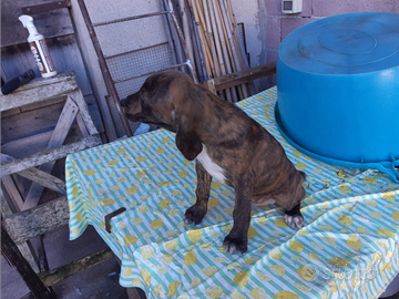 Cuccioli di segugio maremmano