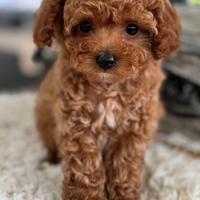 BARBONCINI TOY/NANI CUCCIOLI red - BARBONCINO nano