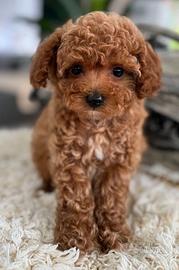 BARBONCINI TOY/NANI CUCCIOLI red - BARBONCINO nano