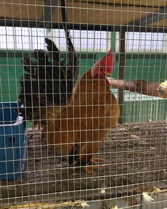 Coppia gallina chabo