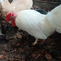 Gallo livornese