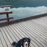 Pastore australiano black tricolor con pedigree 11