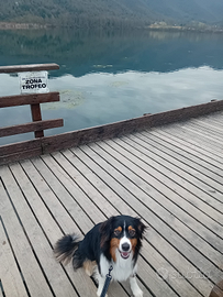 Pastore australiano black tricolor con pedigree 11