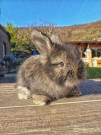 Cuccioli angora inglese linea indonesiano