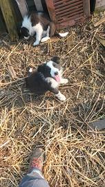 Cuccioli di Border collie