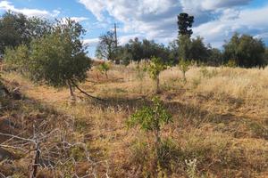 Terreno agricolo a Francofonte