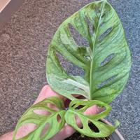 Monstera Adansonii Variegata 