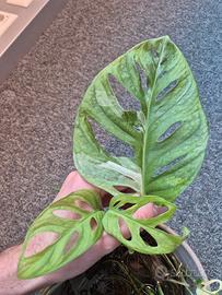 Monstera Adansonii Variegata 