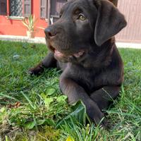 Cucciolo di Labrador maschio