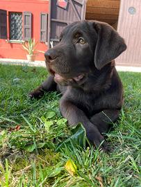 Cucciolo di Labrador maschio