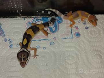 Geco leopardino