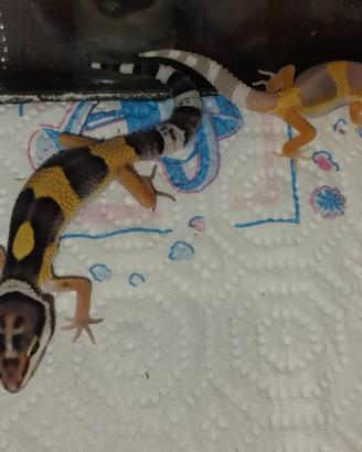 Geco leopardino