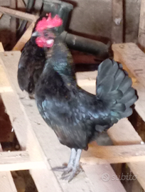 Coppia Olandesina nana