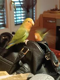 Inseparabili rosecollins