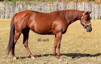 Qh femmina
