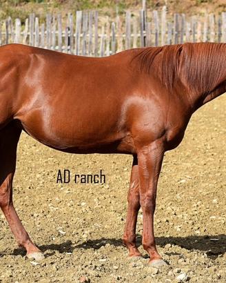 Qh femmina