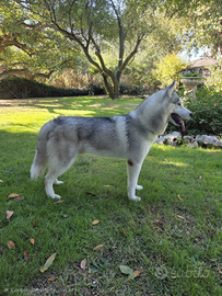 Siberian Husky