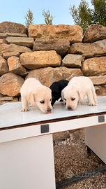 Cani incrocio labrador