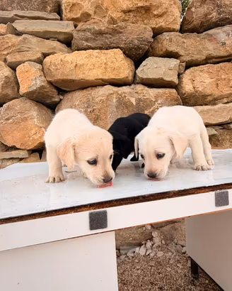 Cani incrocio labrador