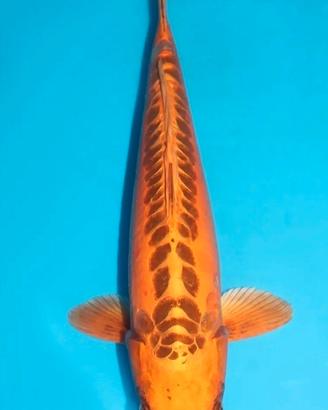 Carpe koi