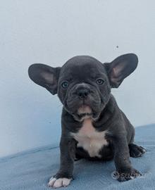 Bulldog francese blu and tan