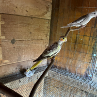 Pappagallo calopside