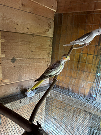 Pappagallo calopside