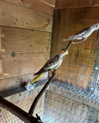 Pappagallo calopside