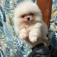 Volpino di Pomerania