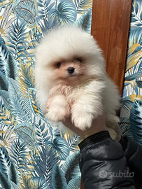Volpino di Pomerania