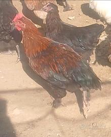 Coppie marans