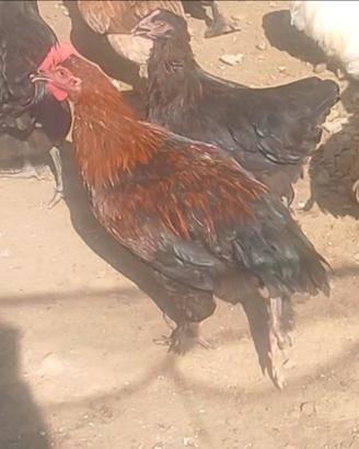 Coppie marans