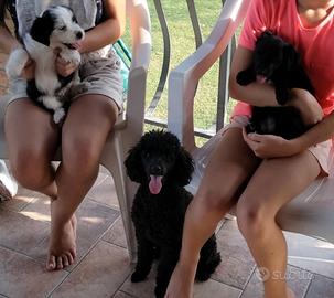 cuccioli due mesi 