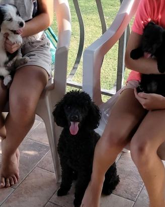 cuccioli due mesi 