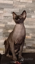 Sphynx cucciolo pedigree Anfi