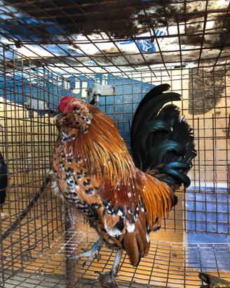 Galline ornamentali