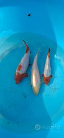 Carpe koi
