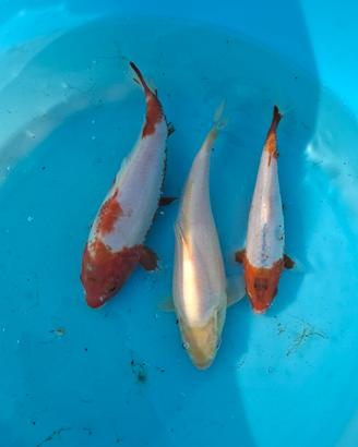Carpe koi