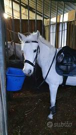 Pony classe B anno2016