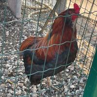 Galli incrocio araucana