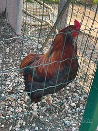 Galli incrocio araucana