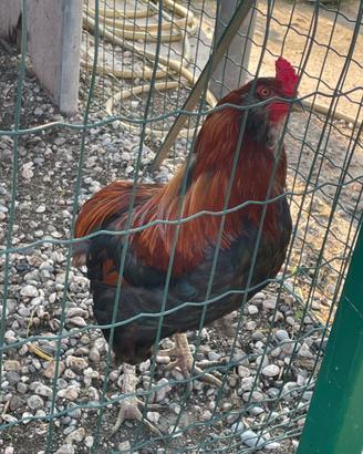 Galli incrocio araucana
