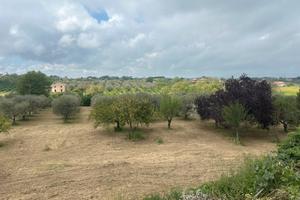 Vendita terreno agricolo 6500 mt