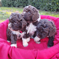 Cuccioli di Lagotto romagnolo con pedigree