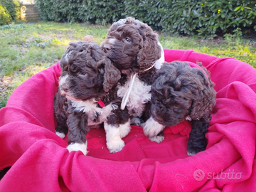 Cuccioli di Lagotto romagnolo con pedigree