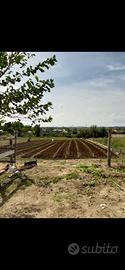 Terreno agricolo